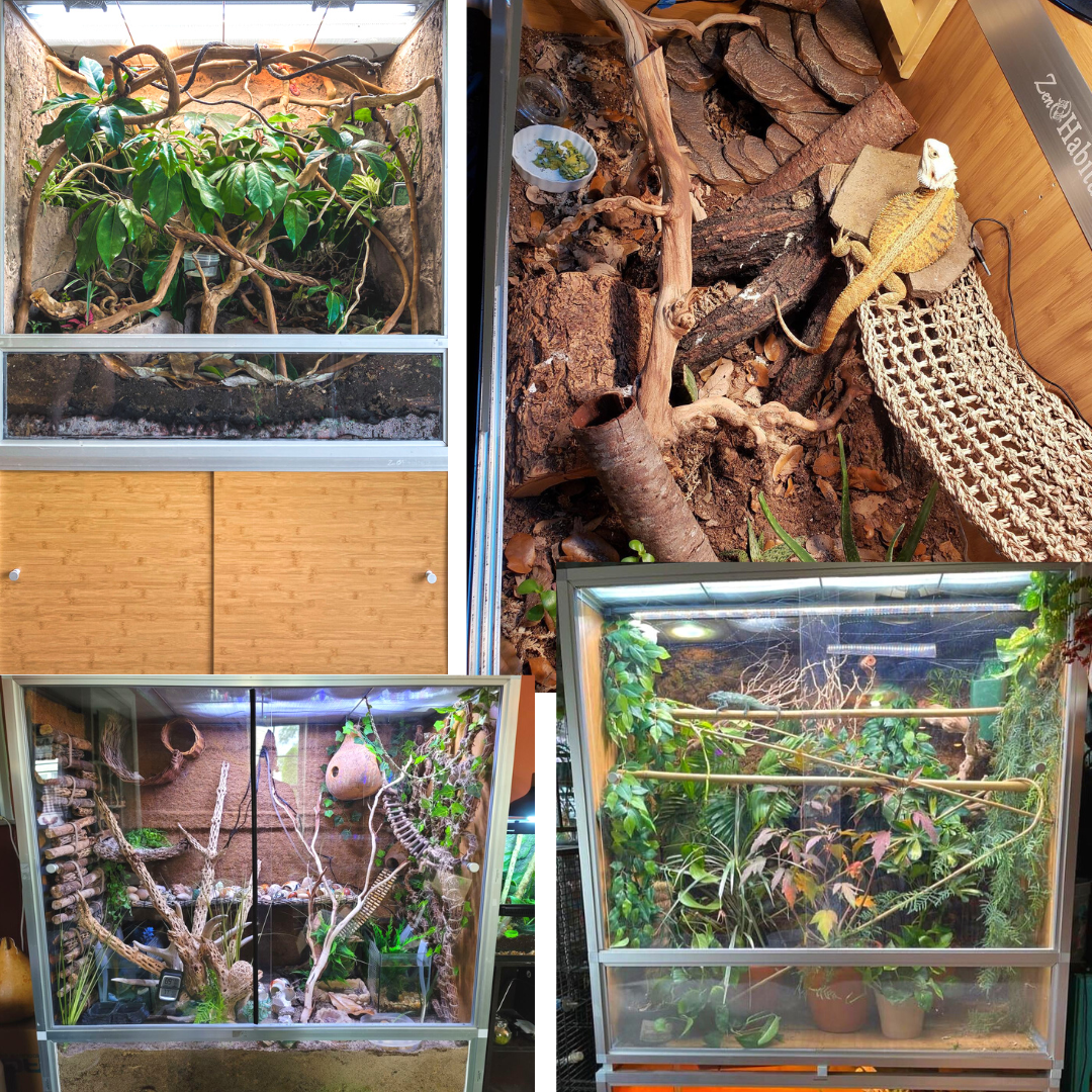 4'x2'x4' Reptile Enclosure - The Zen Habitat 3.0